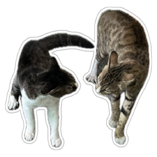 My two cats